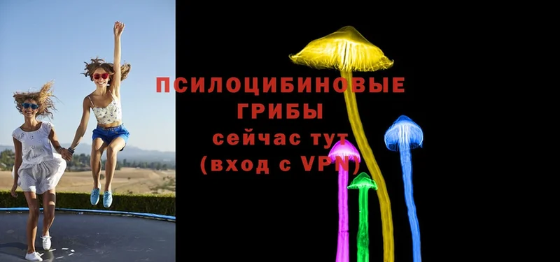 Псилоцибиновые грибы Cubensis  Берёзовский 